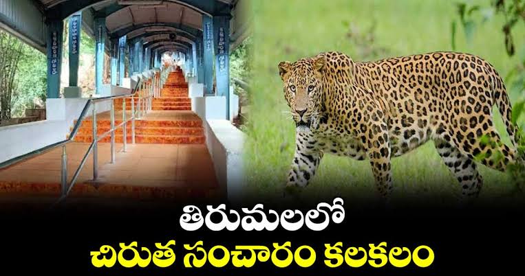 అలిపిరి కాలి బాట మార్గంలో చిరుత సంచారం