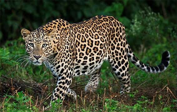 ప్రకాశం జిల్లాలో చిన్నారిపై చిరుత దాడి 